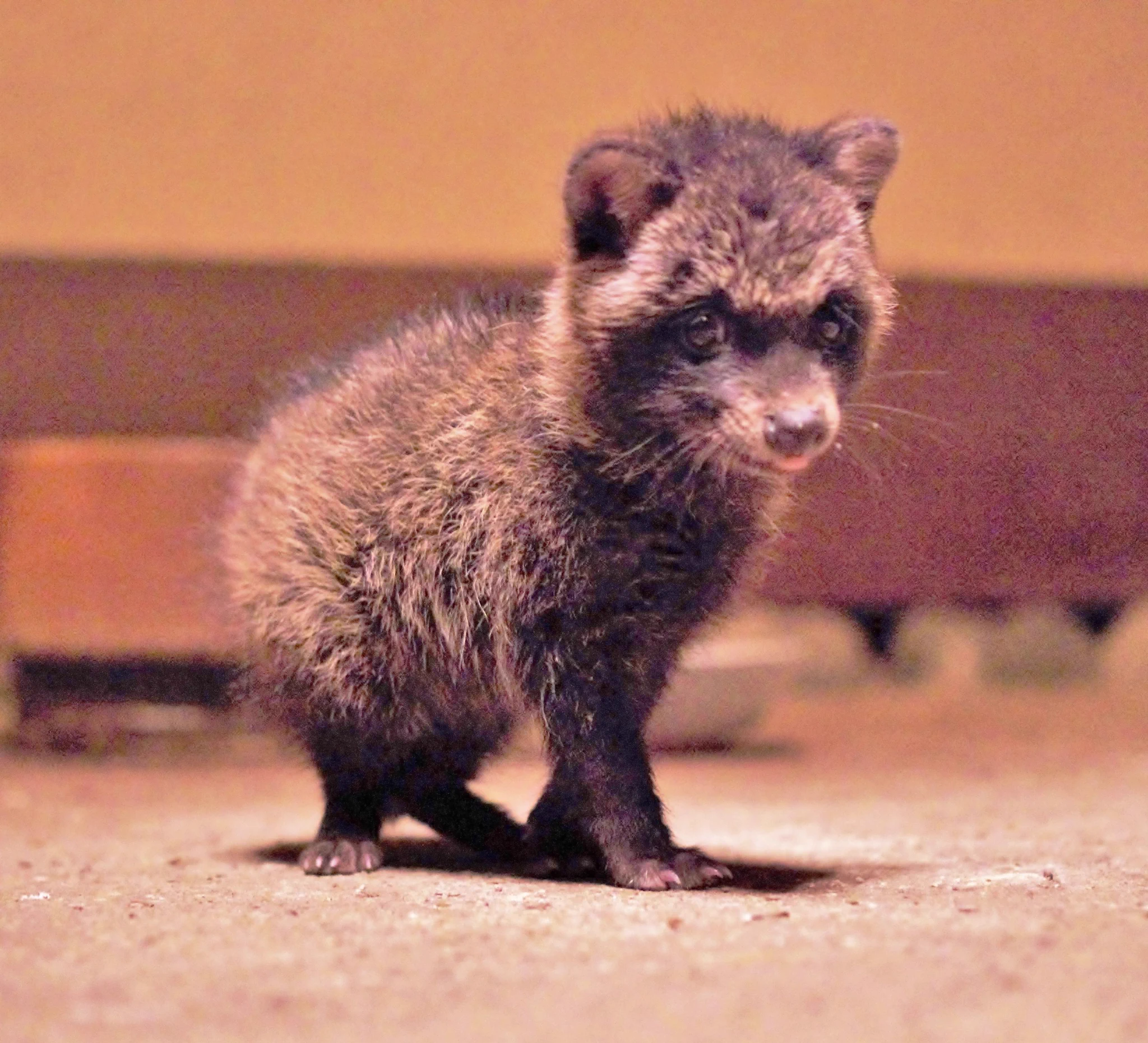 今年もそろそろ季節です…拾った子犬は実はタヌキかもしれません？！