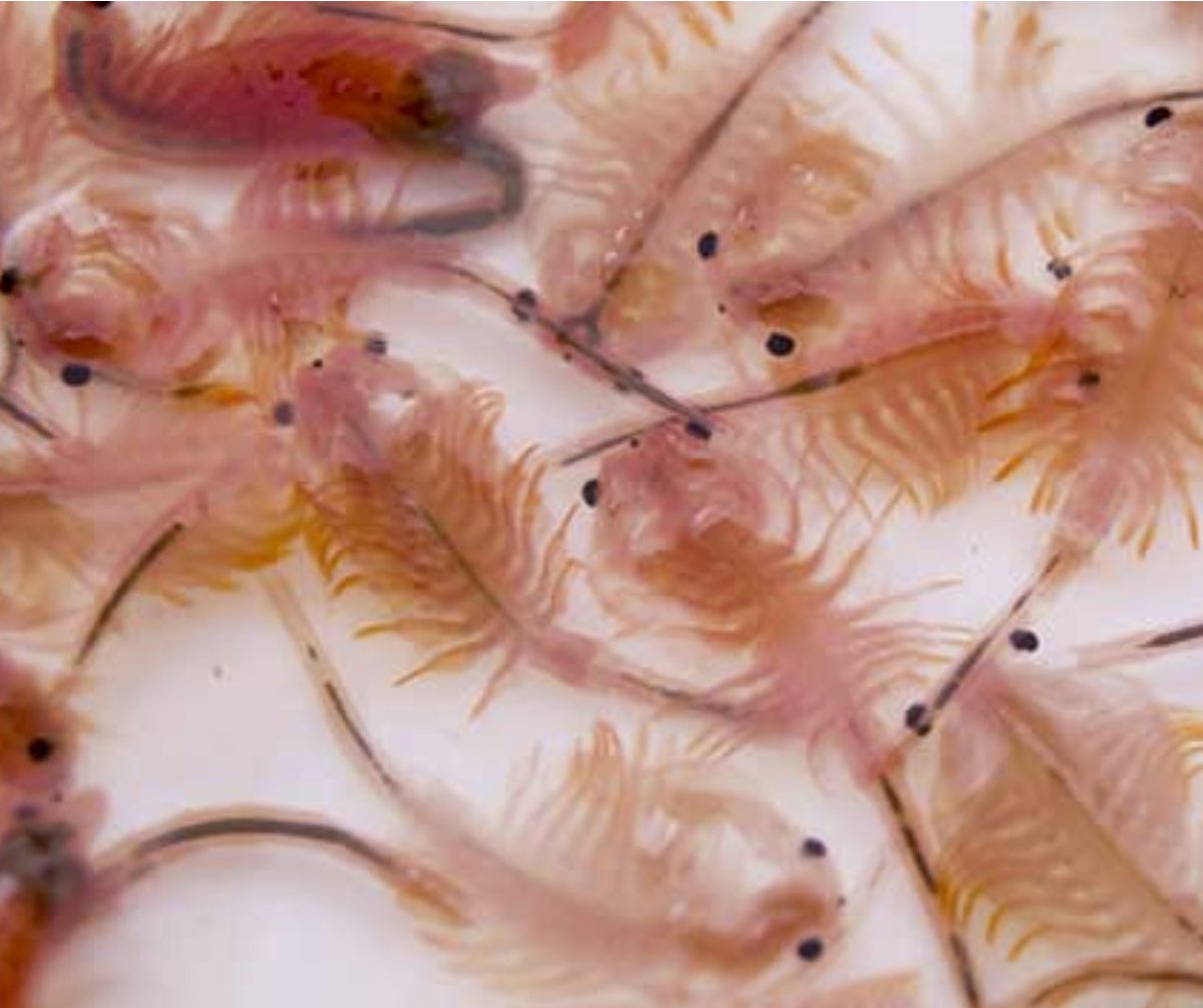 TFHmagazine's tweet photo. Did you know today is #SeaMonkeyDay? Whether you're getting your kid's first pet or giving your fish a tasty snack, learn how to hatch your own brine shrimp with ease!
https://t.co/jS1mxF1oKH
#TropicalFishHobbyist #fishkeeper #seamonkeys https://t.co/3sOyZ4r8Lp