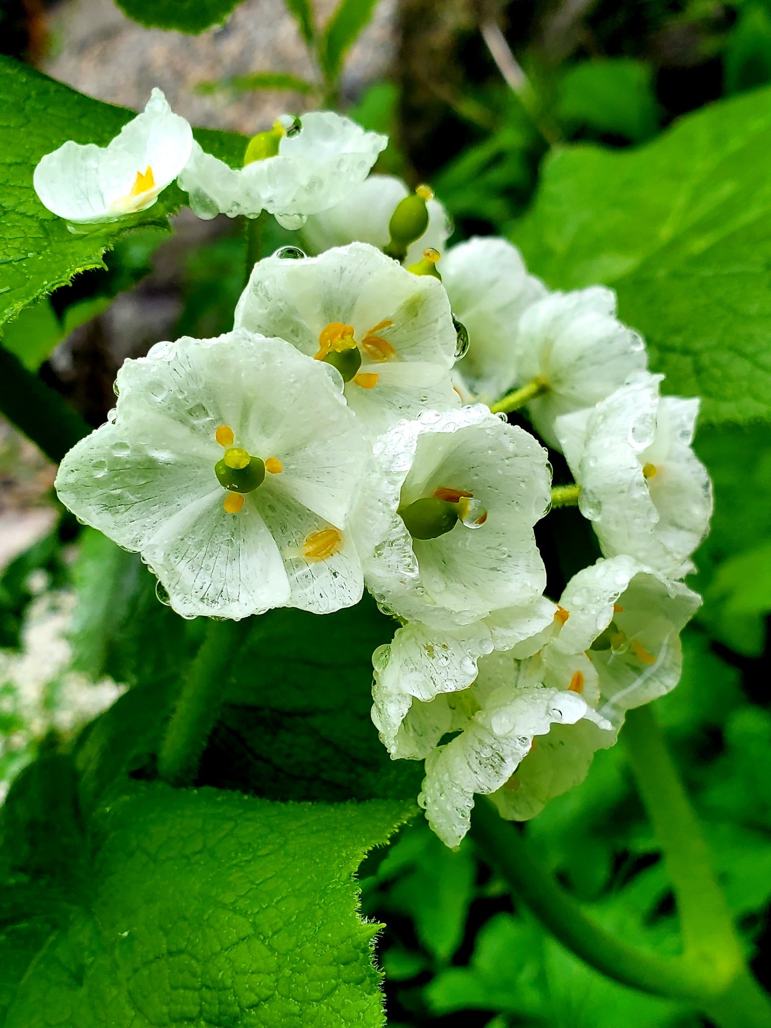 さな姉 自然は怖いところもあるけれど とても綺麗で素晴らしいところもいっぱい 庭に咲いてる サンカヨウ 白い花だけど濡れる と花びらが透明になる不思議な花 雨に濡れて少しだけ透明に 雨に濡れた草花も綺麗だな サンカヨウ T Co