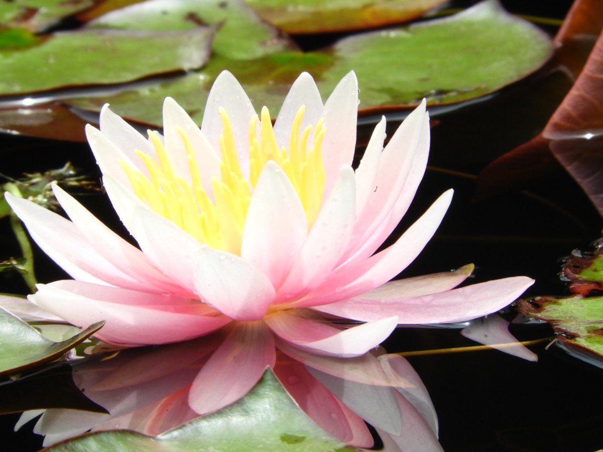 5BOEeFccf0qFfTk's tweet photo. 睡蓮が綺麗に咲いてる😊。
#睡蓮 #WaterLily #花 #Flowers
#自然 #natural
#鏡面 #MirrorSurface
#TLを花でいっぱいにしよう
#カメラ好きな人と繋がりたい
#写真好きな人と繋がりたい
#ファインダー越しの私の世界ᅠ
#photo #photography https://t.co/oJLfLTIjC2