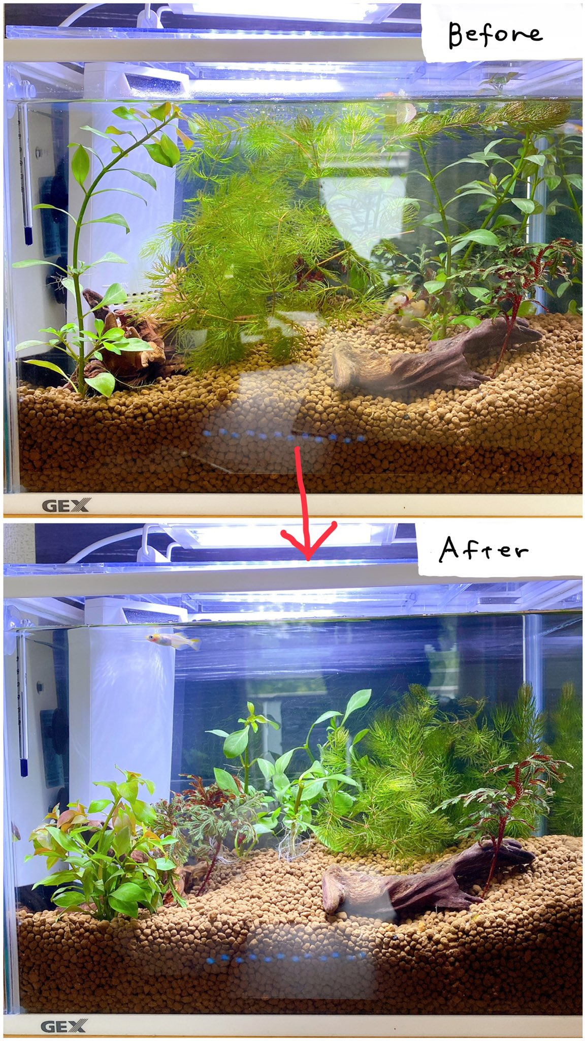 めだかさん Ledのおかげか10日くらいで 水草が凄い伸びてて めだかさんが泳ぎにくそうで 水の循環も悪くなったのでトリミングしました 産卵してる時もあるので マツモは右に集めてみました 水槽を立ち上げたばかりなので 水換えは少なくしてみた