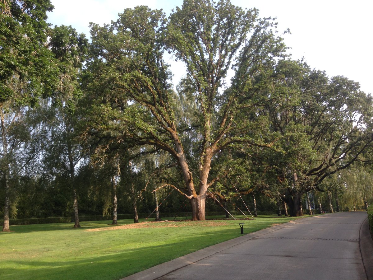 aterrible1's tweet photo. Want to know what a mature oak tree looks like 2 years after being dug up and moving it a quarter mile? #Nike Its been a few years since this pic i hope its doing well still. https://t.co/CxpDwTeY6m
