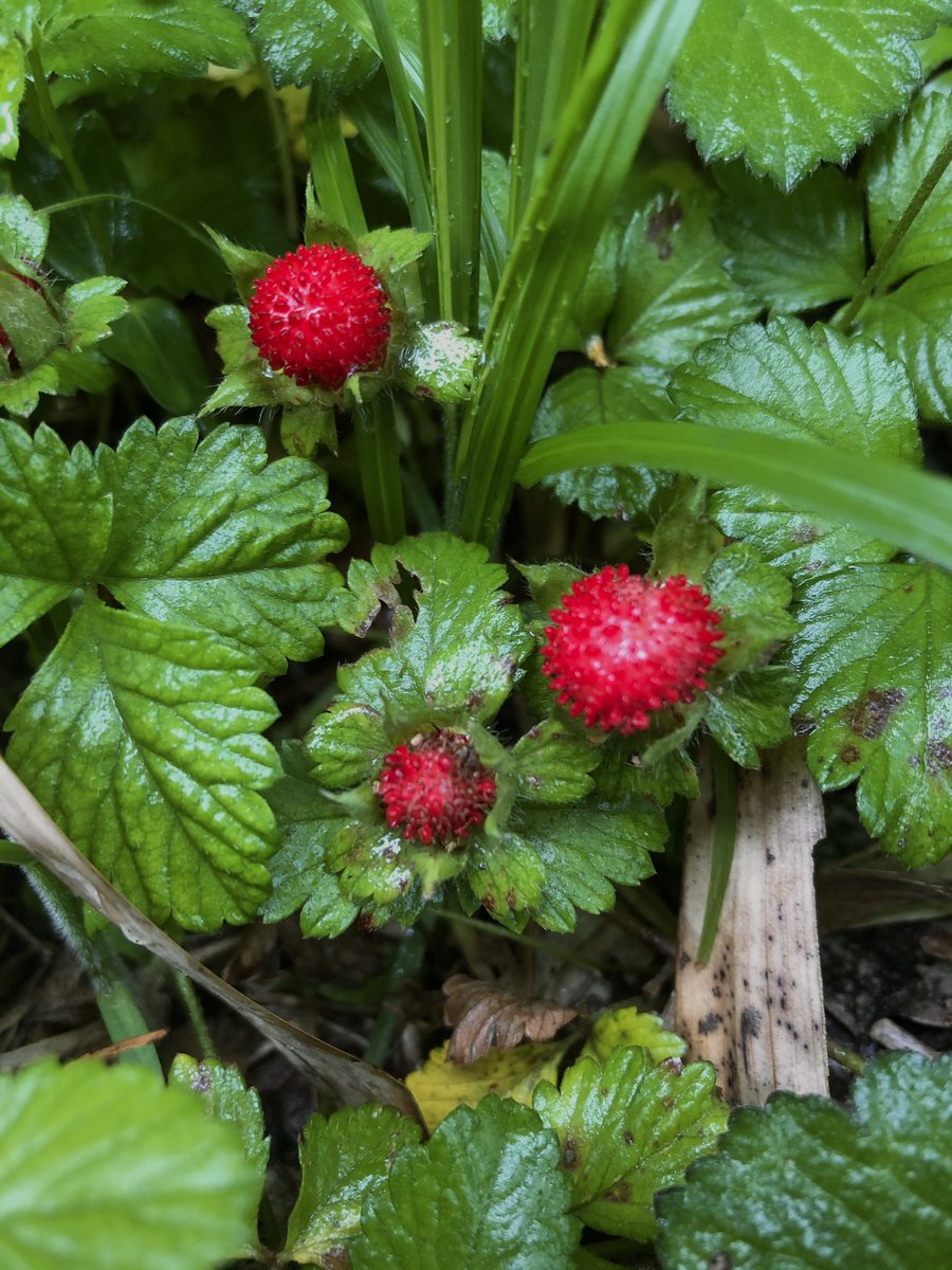 Wrath Of Gnon on Twitter "Potentilla hebiichigo or Mock strawberries
