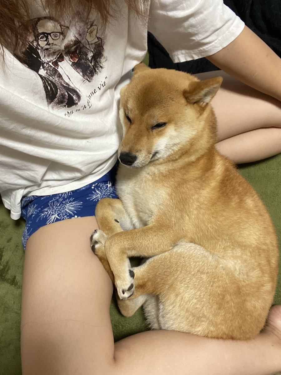 akarin678's tweet photo. 今日も安定のかわいさだね💕
写真撮ろうとしたら一瞬起きて
またすぐ寝た😂 https://t.co/UJ0oQylrZU