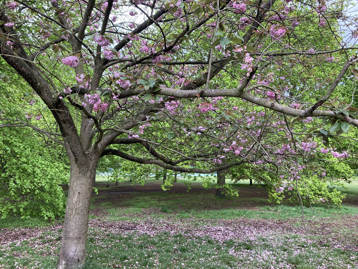 StephanieRuth24's tweet photo. End of cherry blossom season in #GreenwichPark 🌸 #sakura #londoninbloom https://t.co/w4KFQAn9yb