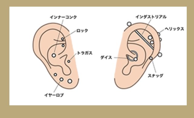仁子 ピリタンの軟骨ピアス開けた場所 ヘリックス っていう名前なの可愛い フィリックスのヘリックス T Co E2pvr2fpcn Twitter