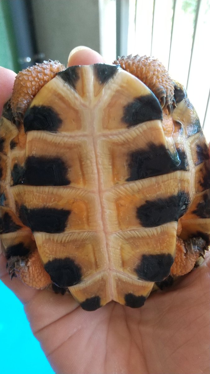 アントンjrの愛亀愛ハム飼育物語 Oqgg65pw0ixh02f Twitter