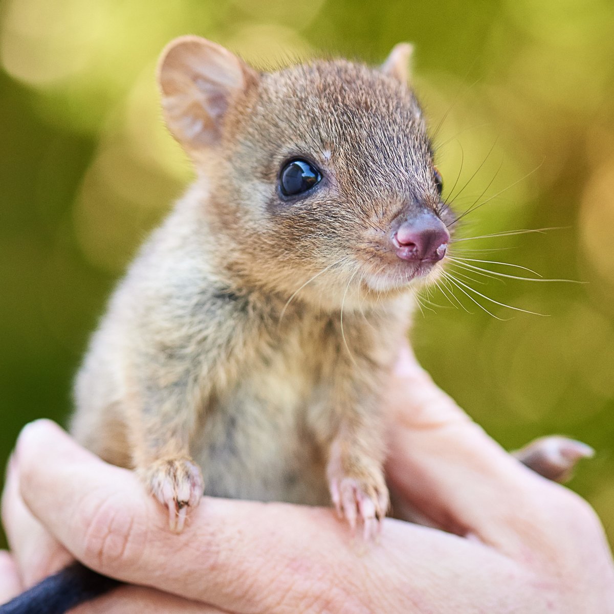 ReptileEnc's tweet image. Since European settlement and introduced predators, hundreds of species have become extinct in Australia. Today, nearly 1 in 3 of our unique mammals are at risk of extinction!

Find out how you can make a difference here:
australianwildlife.org/eofy2021/
#worldendangeredspeciesday2021