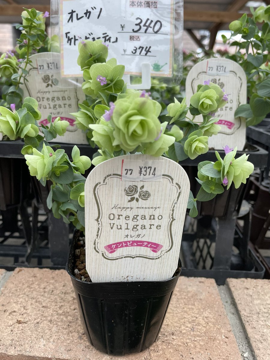 ひつじ 驚き 名前が 名前が 中島健人でした オレガノ ケントビューティー 中島健人 セクゾ