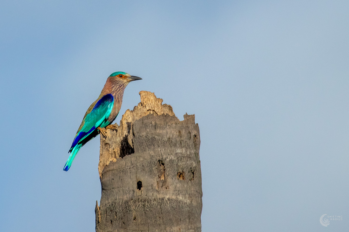 LockedIn Day 19: This is how we roll. #indianroller
#Luv4Wilds #SpreadSomeLove
#indiaves #BBCWildlifePOTD #ThePhotoHour #birdphotography #birdwatching #birds #photography 
#TwitterNatureCommunity 
#shiftingradius