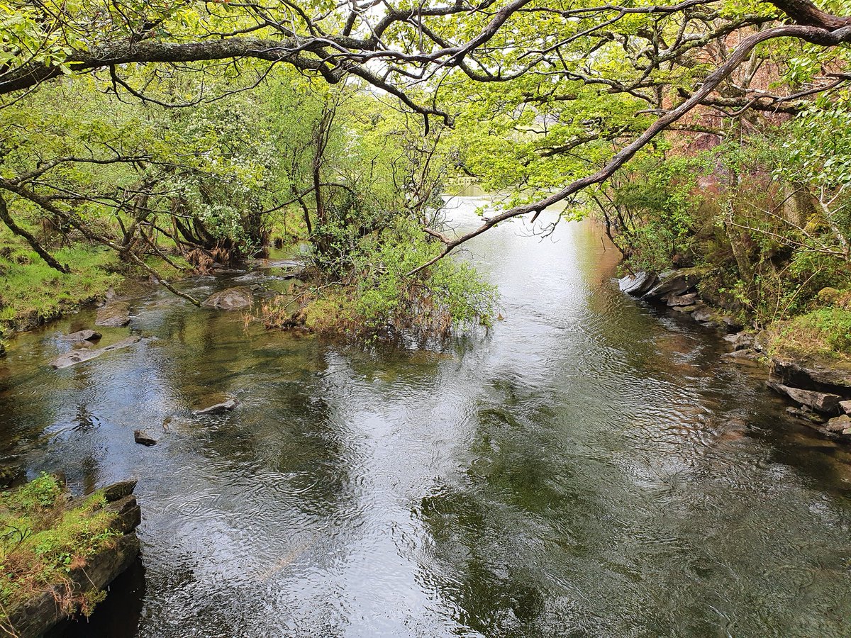 Killarney NP has so much potential to be a world-famous ecological gem, instead of the dying wreck it presently is: stripped bare by overgrazing, overrun with rhodo, and destroyed by fire. 

I implore <a href="/noonan_malcolm/">Malcolm Noonan</a> and the @npwsBioData to act immediately and decisively. (11)