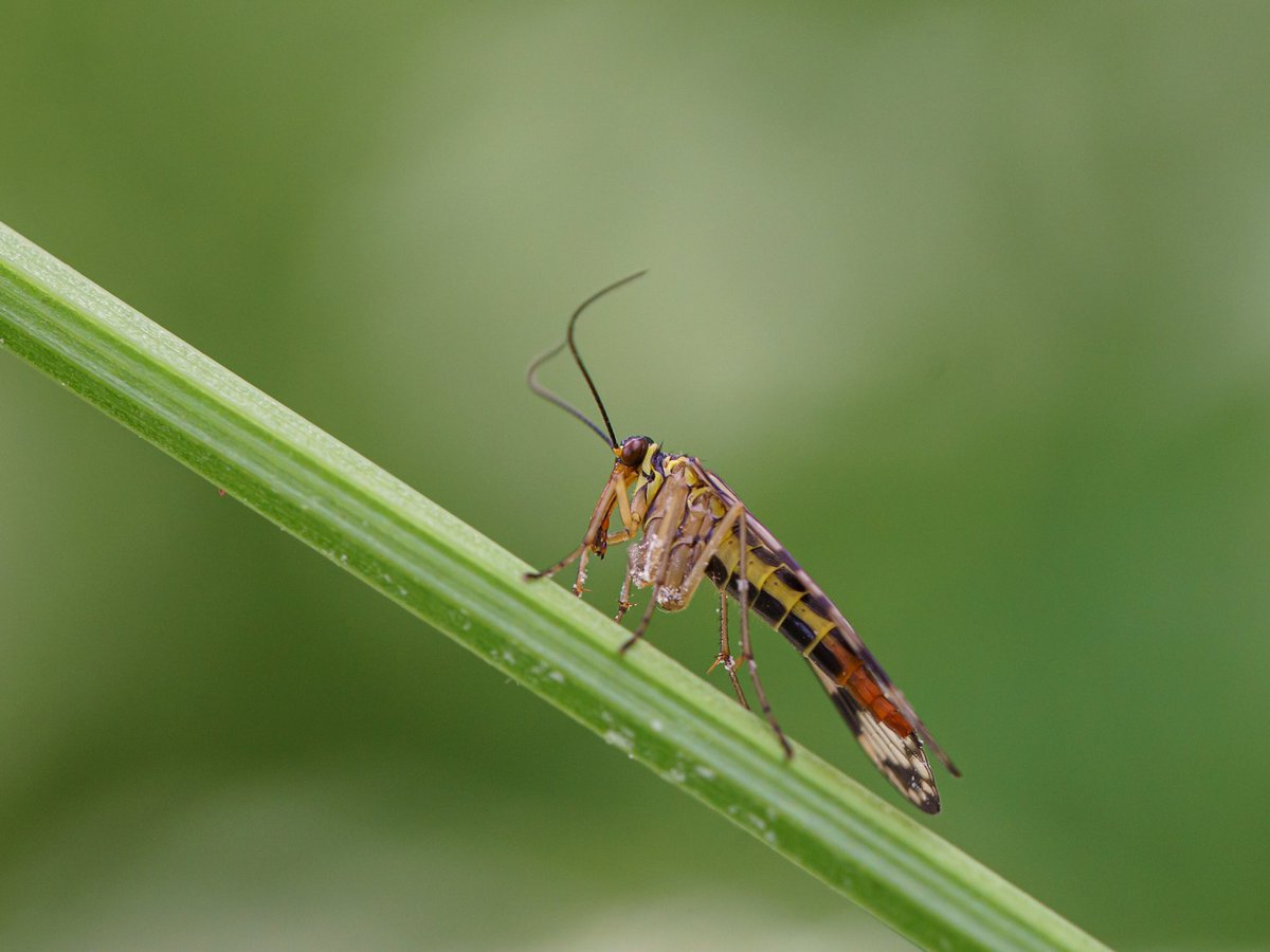 steefvanes's tweet photo. Schorpioenvlieg..!!!
#insects #insectphotography #insectsofinstagram #macrophotography #natuurfotografie #naturephotography #ivn_natuurliefhebbers #zhlandschap #schorpioenvlieg #zoetermeer https://t.co/IiBfzyueux