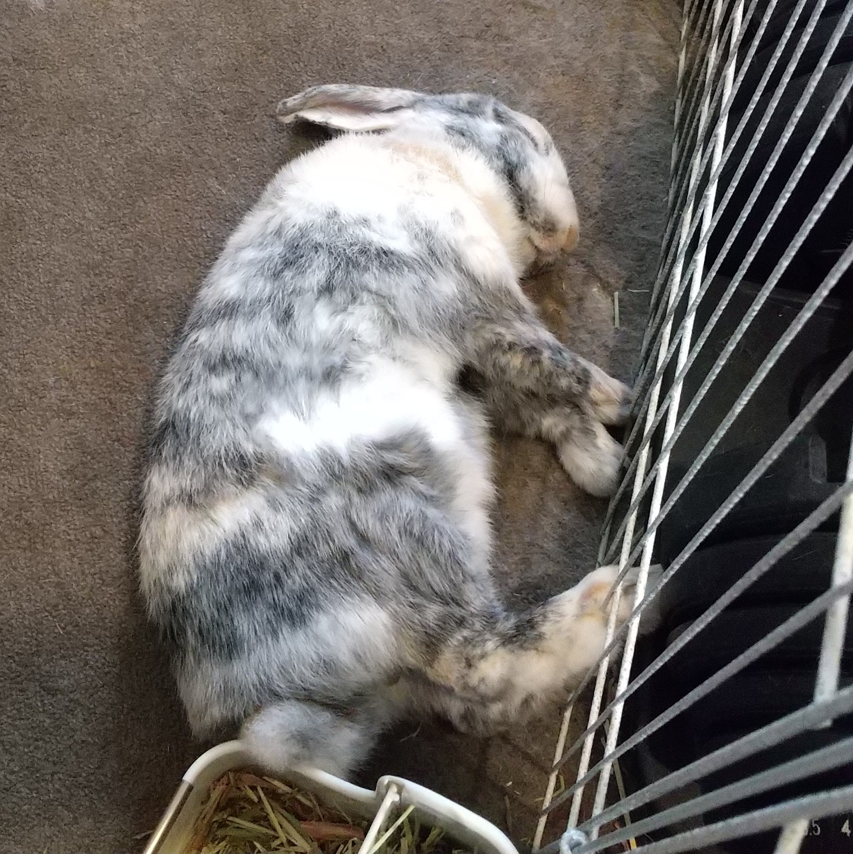 どくきの 寝相www うさぎ うさぎのいる暮らし ハーレクイン T Co Uztbk4h0wb Twitter