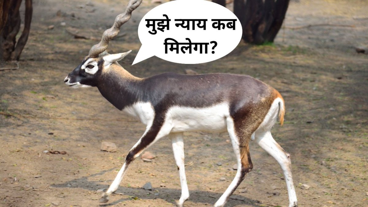 Killing animals and crushing humans under the car is not as serious crime as piracy 😌
#BoycottBollywood | Rs 249
#सुशांत_को_इंसाफ_दो