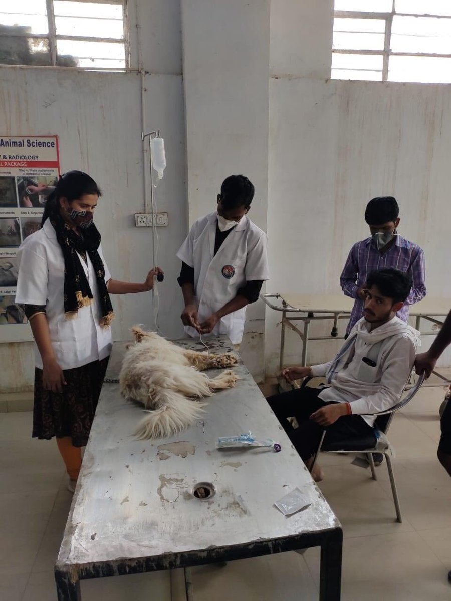 MJFCVAS's tweet photo. #bitchtreatment
#caninedistemper
#MJFCVAS https://t.co/Vlb0RH6Sq6