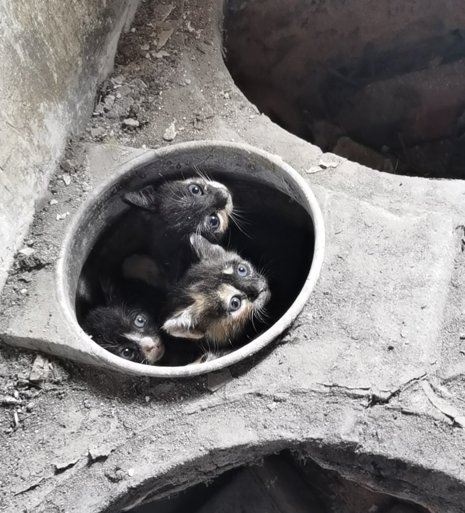 在一栋古建筑里发现一窝小猫。。。