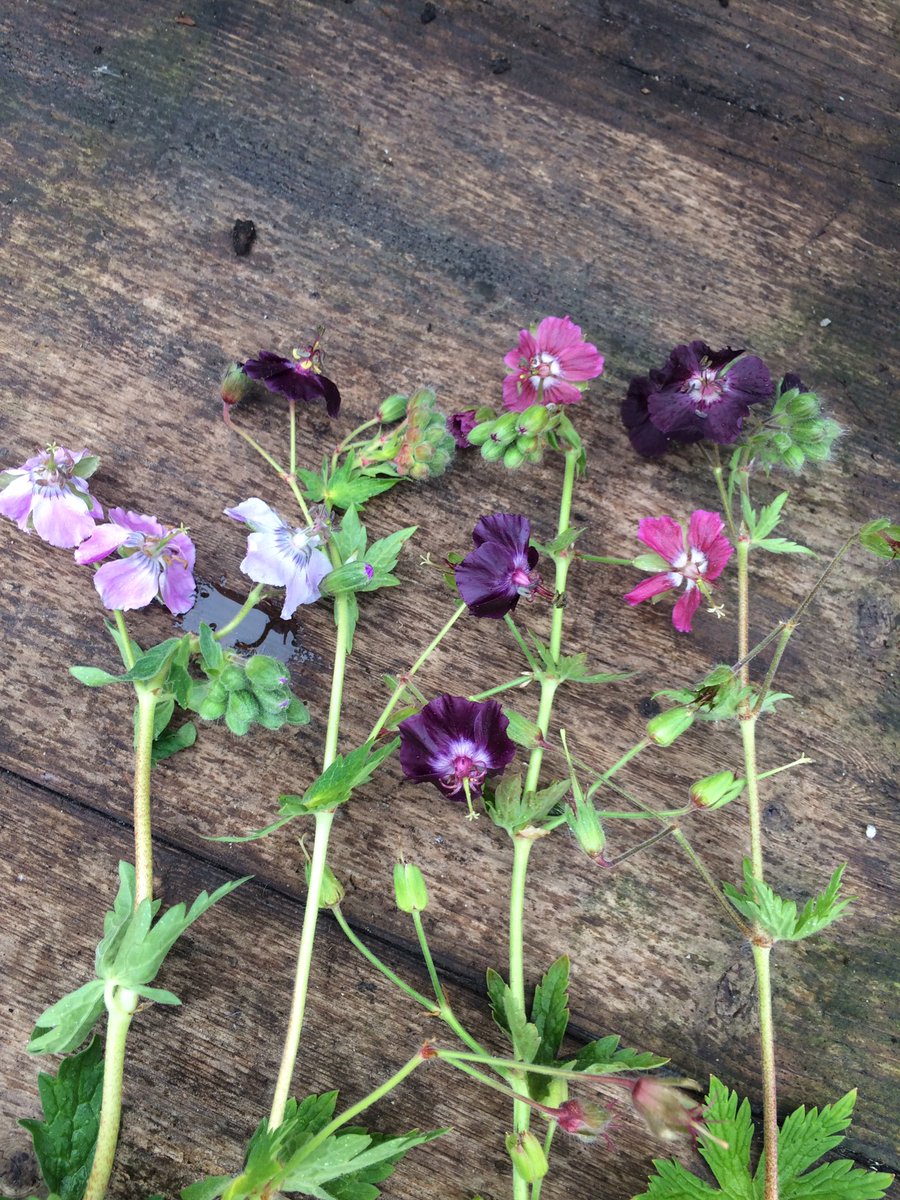 One of my favourites Geranium phaeum so useful for shady spots #gardening #plants #Flowers #geraniums