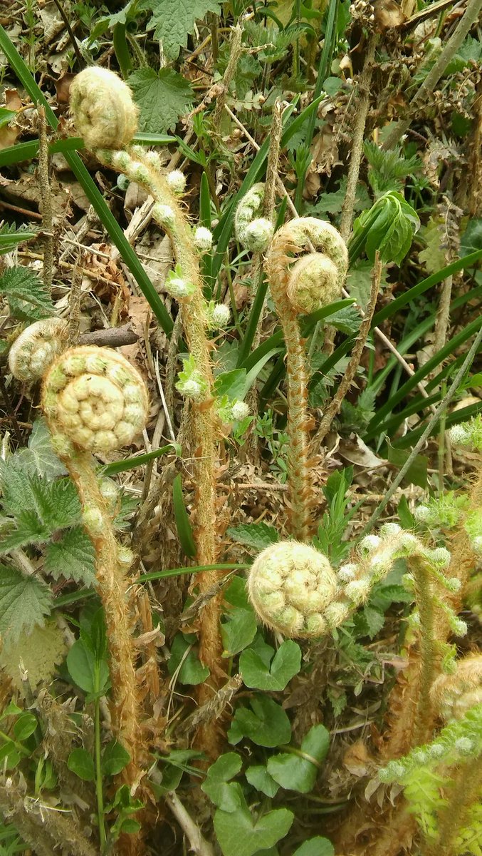 Come along to our nature-based wellbeing sessions starting June, which offer nature-based mindfulness, nature immersion, nature connection, creativity/self expression&amp; connection activities with a dash of poetry, philosophy, psychology &amp; environmental chat
eventbrite.co.uk/o/wild-rooted-…