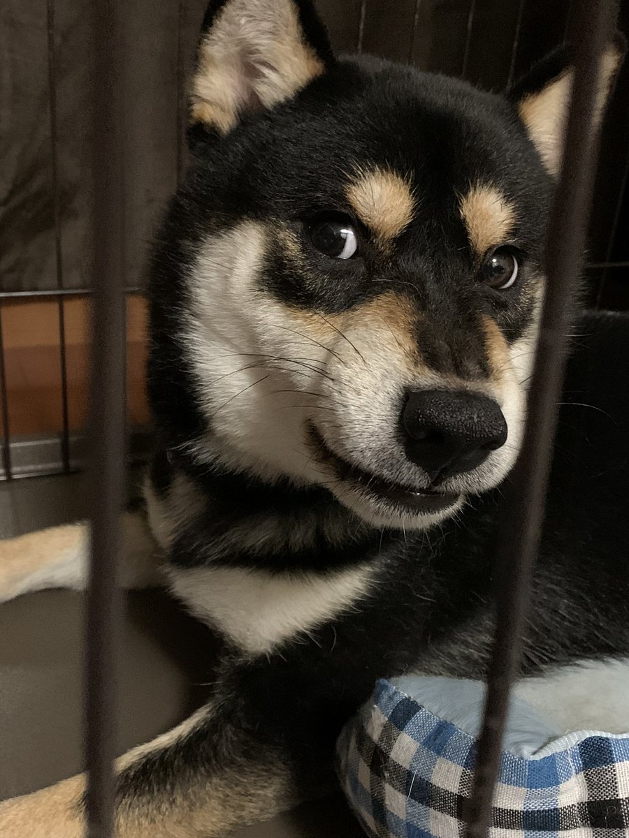 黒柴のひじき ひじき なんか 怒ってるぅ怖 柴犬 黒柴 黒柴のひじき 日本犬 怒 怖 かわいい 犬 大切な家族 今日のひじき