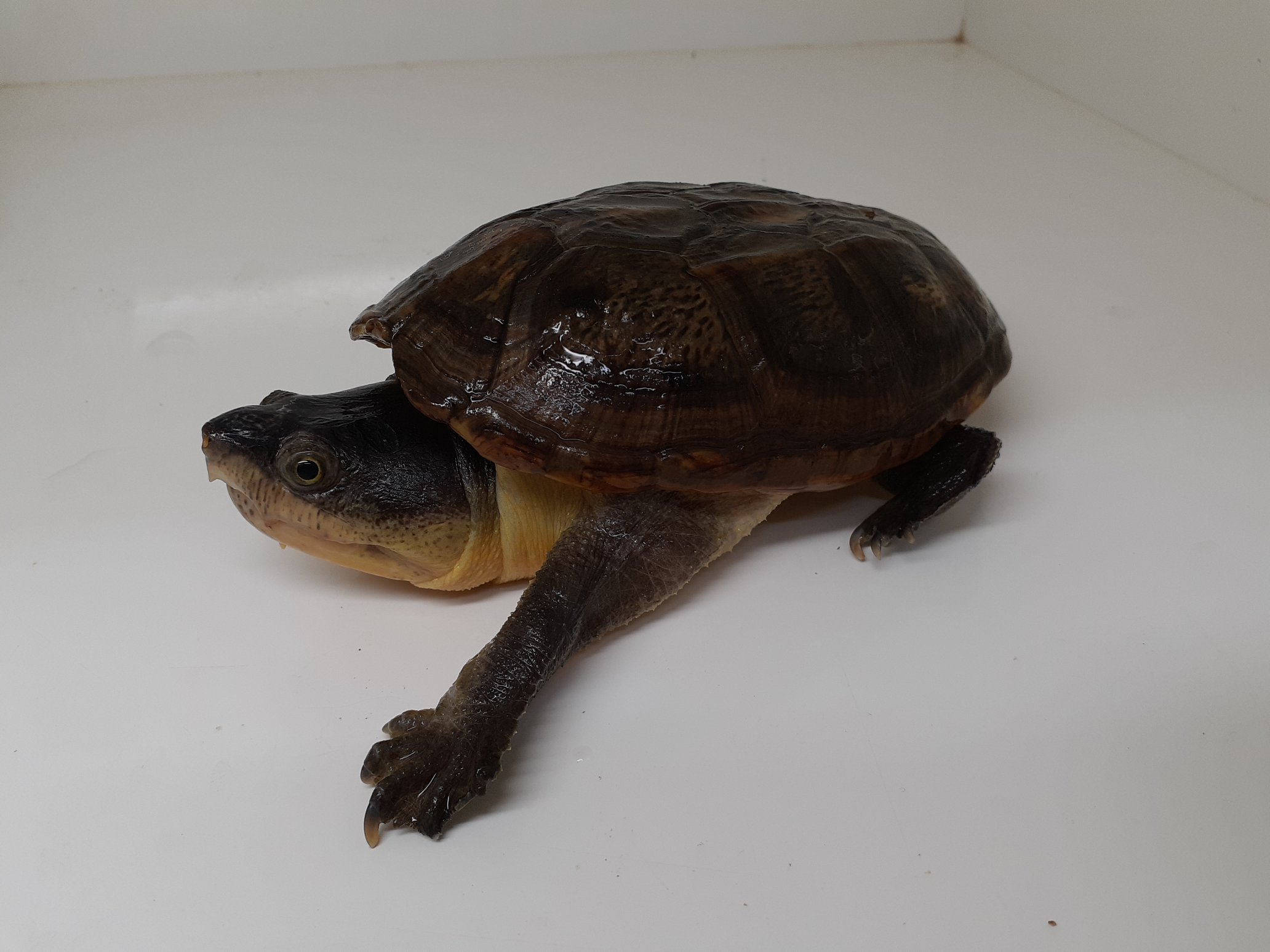 Particular Mutant こちらもキープしているハラガケガメジャイアントフォーム 巨頭化していてとてもかっこいいです ハラガケガメは10個体程在庫しております もちろんペア取り可能です 価格は一匹5万円から万円まで様々なので御問い合わせ下さい