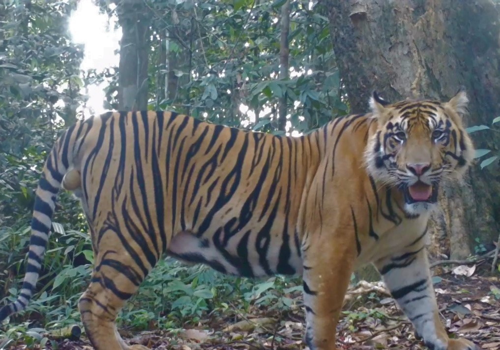 OrangutanTOP's tweet photo. Tickets selling fast to #LeifCocksOAM first live event for 2021! We're raising funds for a new project to save one of the last #forests for #SumatranOrangutans, #elephants, #tigers, #rhinos. All proceeds matched! #DoubleDonations #TheOrangutanProject #TOP
https://t.co/rkHxo445Jk https://t.co/ps3uxHtCgC