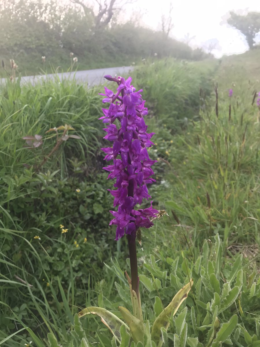 forder_phil's tweet photo. The early purple #orchids are doing well in Pembs. This flower smells so sweet like lily of the valley until its pollinated after which it then reeks. Haha ‘say it with flowers’ @BritishFlora @wildorchidwatch #britishbotany @wildflower_hour @PembsCoast https://t.co/E1Cpd05IIk