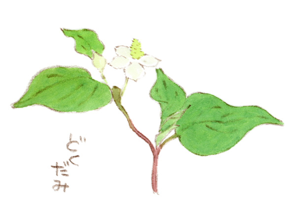 ほっこりデザイン 雨降りなので今日は玄関先でスケッチ ドクダミの花が咲き始めで綺麗 毎年家の裏に沢山咲いて目を楽しませてくれます 雨降り スケッチ 草花 雑草好き