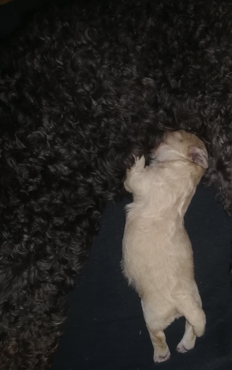 VrixLa's tweet photo. @P40ECDQEMSD @YunuenLoya Nop, yo tengo a su mamá (Morita) 🤗 al que no tengo es al papá. El nombre es en honor a el papá que se llama Capuchino😁 https://t.co/8MwCGi0pHC