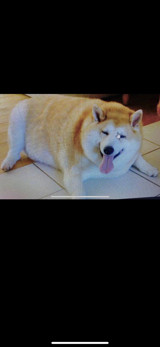 Nadeem6321's tweet photo. Alright Twitter Tell me what type of DOG IS this plz💵💵💵💵💵💵💵💵#BISHU #AKITA #shiba #kabosu #doggy #AKITAINU #SHEBU #DOGE #TETU #SHEDU #TOMY #PAPU or what plz help me out 🥰🥰🥰🥰🥰 https://t.co/MZNBDgulP4