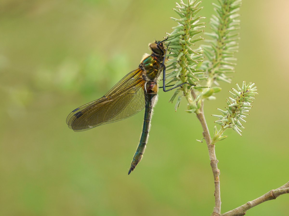 steefvanes's tweet photo. Even aan de wandel en ineens hangt deze grote smaragdlibel langs het pad aan een plant..!!
#insect #insectphotography #ivn_natuurliefhebbers #macrophotography #leemputten #groenlo #nfnl #libel #insectlovers #natuurfotografie #macro #insectsofinstagram #naturephotography https://t.co/SrYVtyvWAw