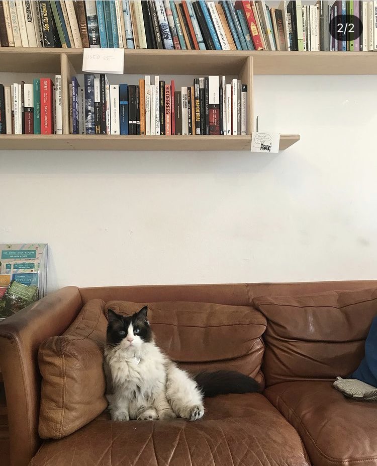 arkbooks2's tweet photo. It’s quite rainy here in Copenhagen, so let's cheer up by posting some photos of Ted, our feline staff member. #copenhagen #CatsOfTwitter https://t.co/GTAaox0J0K