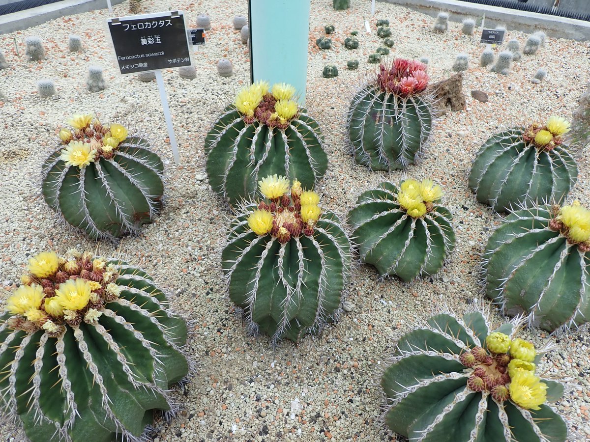 サボテン温室ではフェロカクタス属の黄彩玉（オウサイギョク）が開花し