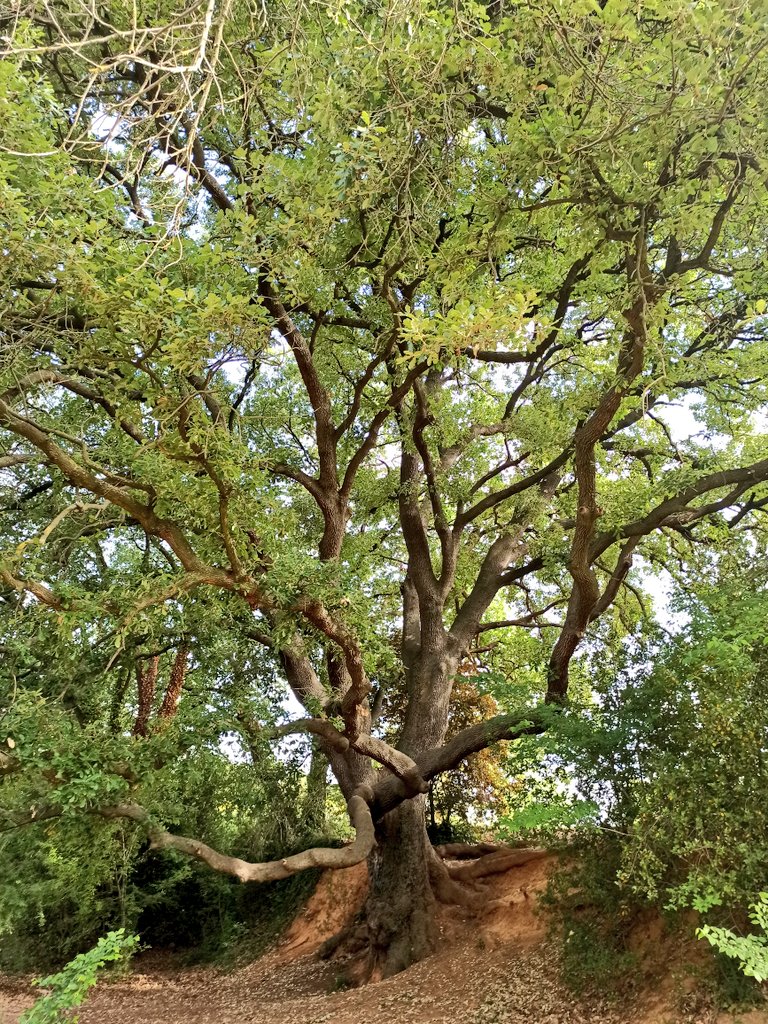 Roure, arbre molt apreciat: pot arribar als 20 metres d'alçada, viure més de 200 anys, absorbir 200 litres d'aigua al dia i produir uns 2000 glans a l'any ! La seva fusta és molt dura i és excel·lent per a mobles i ebenisteria, construcció, fabricació de bótes i per a llenya.
