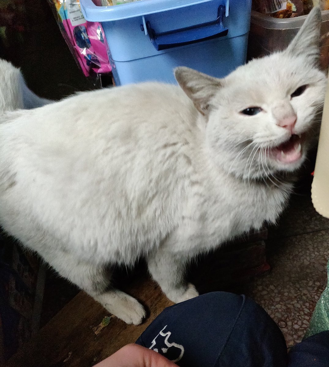 NullQAQ's tweet photo. #ねこ(=_=) https://t.co/OBwrSnd1Gy