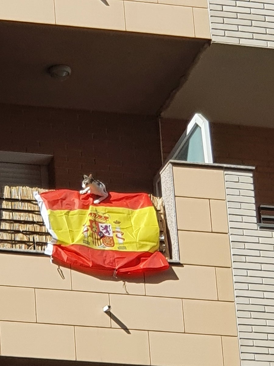 andreuvr's tweet photo. Les 7 vides del Cat. #Marxant.#Anemone #CatExit #CatSayByeByeSpain #SpainIsPain https://t.co/RreXnM8yzF