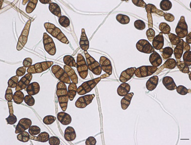 IFUjuice's tweet photo. Analysis of mold in tomato products - Press Release from #tomato news! #alternaria #toxins #ergosterol  
"Tomato products pose a risk of infection with different molds. Checking processed tomato products in respect of quality aspects is mandatory" 
https://t.co/KJaGeApl9D https://t.co/zIsNeXdSUo