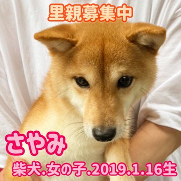 保護犬カフェ鶴橋店の里親費用は 譲渡条件と料金も調べてみた 今週のペルル店長