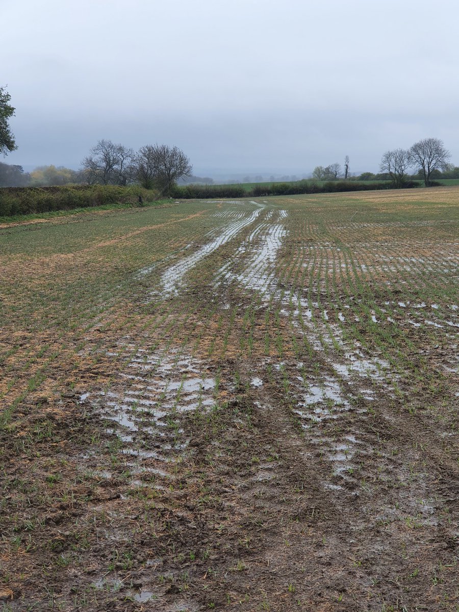 One of the highest priorities of our transition in to no till/regenerative ag will be to improve water infiltration, hopefully this will look a whole lot different in a couple of years.