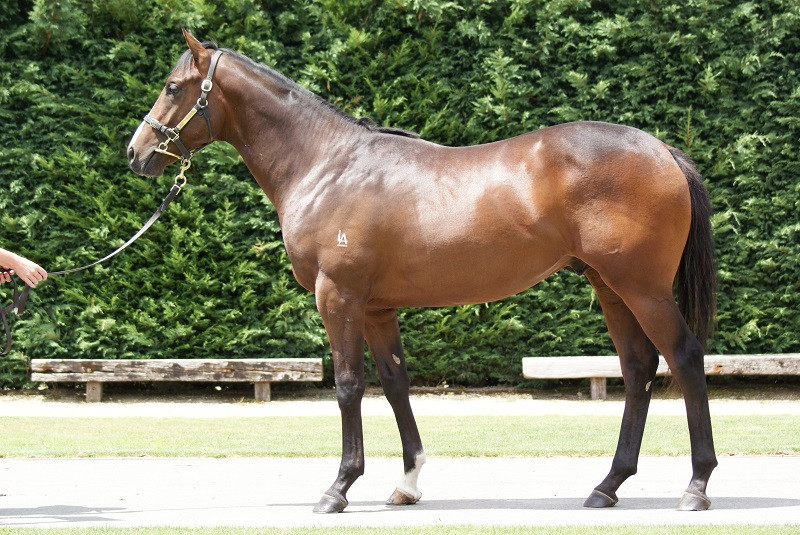 NZTM_TWEET's tweet photo. In Hong Kong the New Zealand bred #RegencyBoBo (7g Denman-Tsukioka) has won tonight. He was sold by @littleavondale at the 2015 @KarakaChat Premier Sale for $400,000 #VisitInvestWin https://t.co/oecM3OcsAA