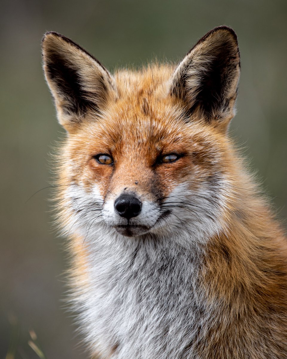 Wild Fox 🦊

#fox #redfox #foxes #wildlife #wildlifephotography #bbcearth #vos #natuur #earthcaptures #nikon #BBCWildlifePOTD #wildlifeonearth #amsterdamsewaterleidingduinen @BBCCountryfile @BBCEarth @BBCSpringwatch @NikonEurope @boswachterawd @wnfnederland