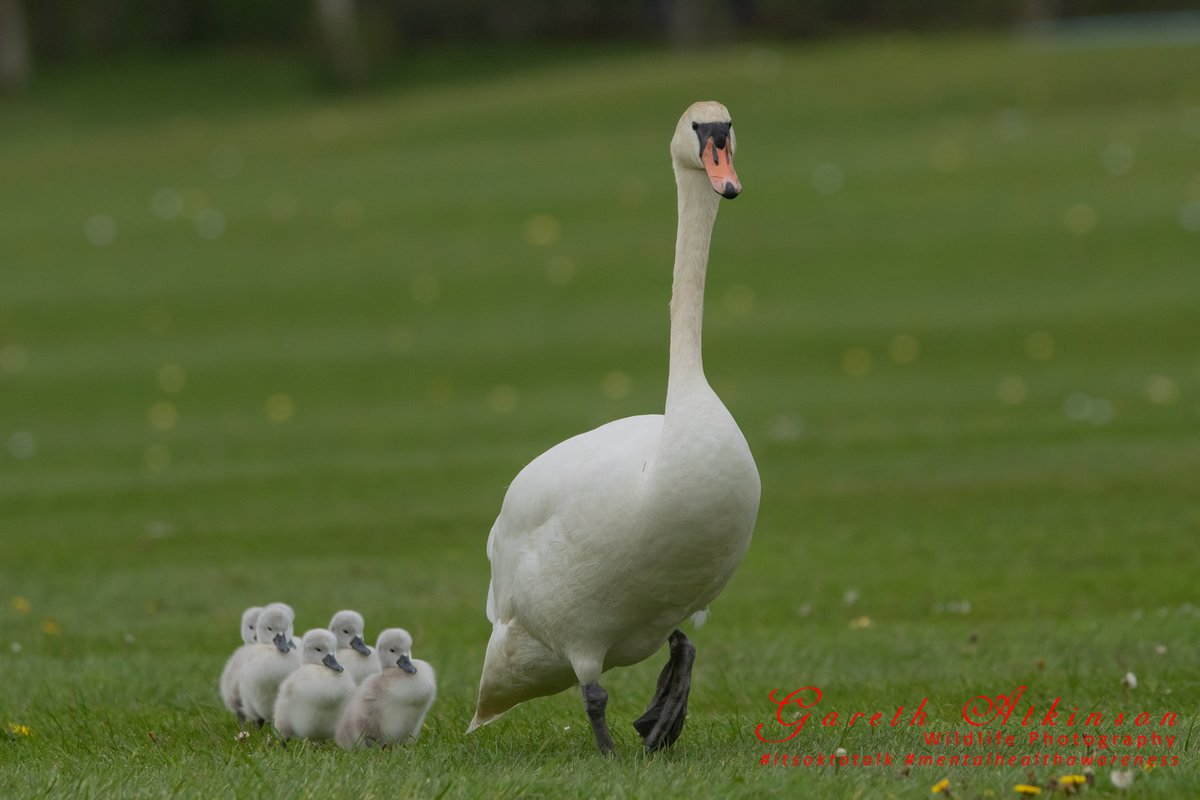 Carnage ensued yesterday at @RomanbyGolf Driving Range as this female swan and 6 cygnets decided to casually wander by the 100 yard marker. All crossed safely with golfers 'waving through' the party. @BBCSpringwatch #golf #fore #RomanbyGolfClub @nybirdnews