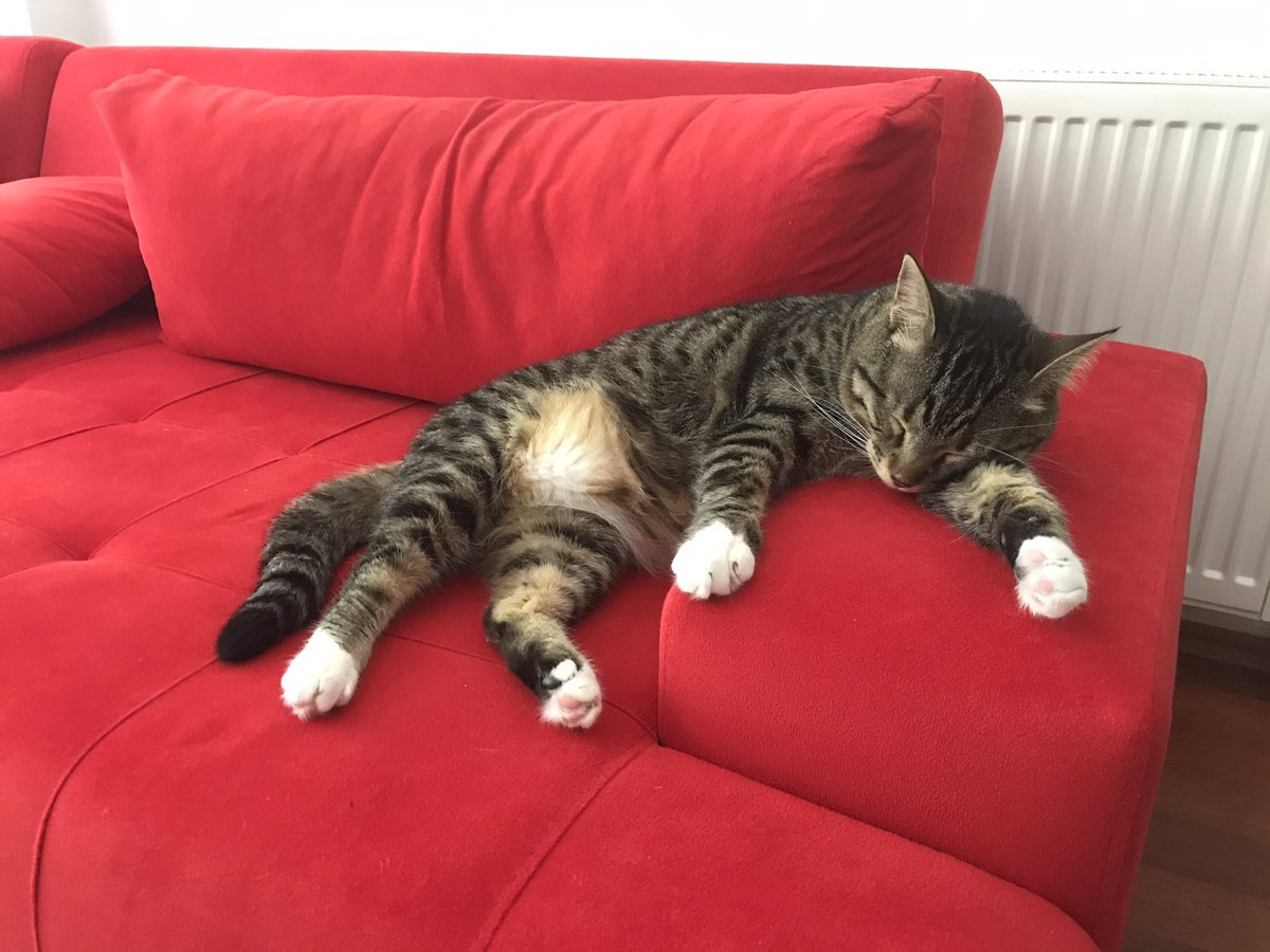 normalleşince haber edin 😃
#normallesme