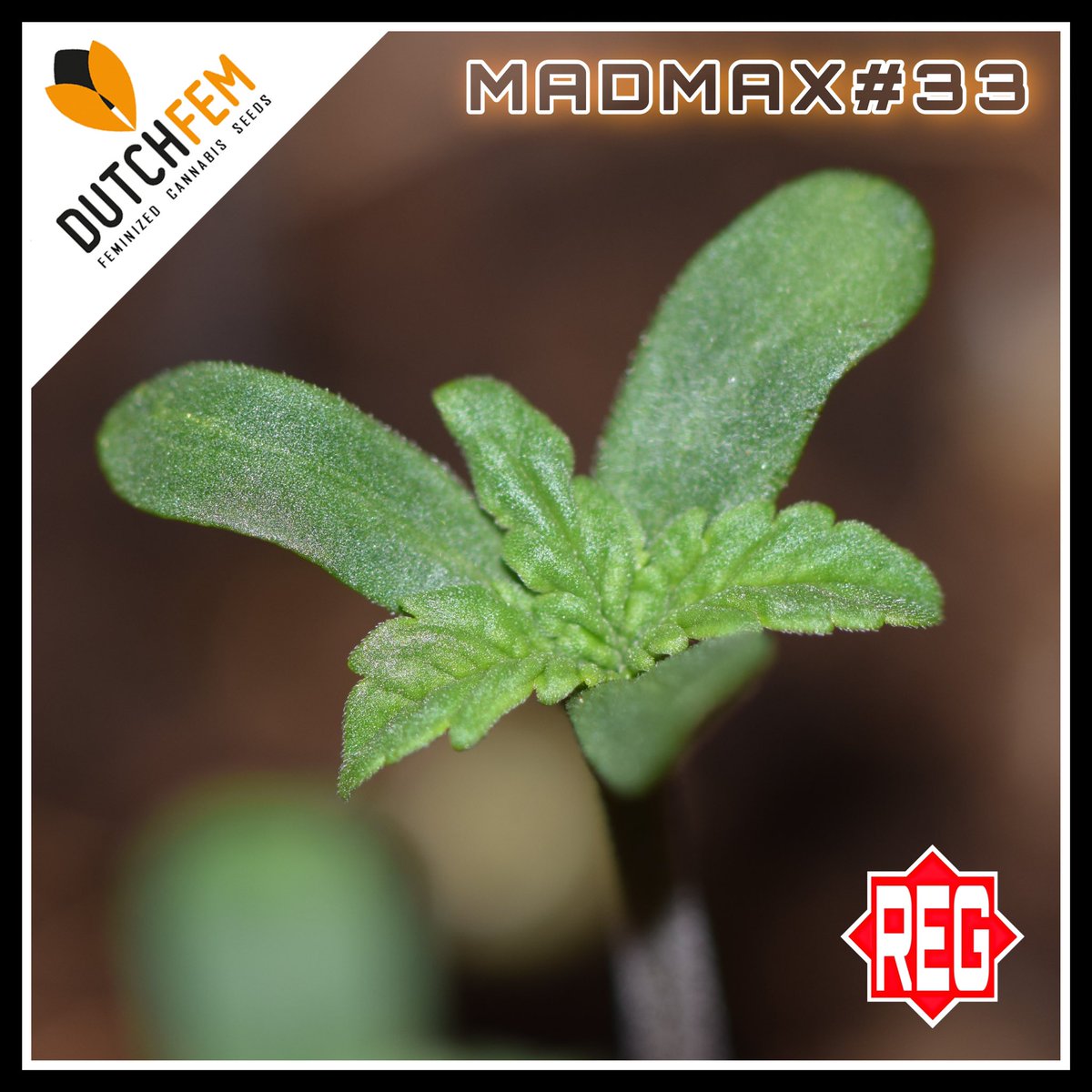 dutchfem's tweet image. A cannabis triploid is like a 🍀4 leaf clover🍀 It brings not only good luck but also 33% more yield ⚖️🆙💰#dutchfem #triploid #feminized #regular #cbd #autoflowering #topshelf #cannabis #seeds #eindhoven dutchfem.com