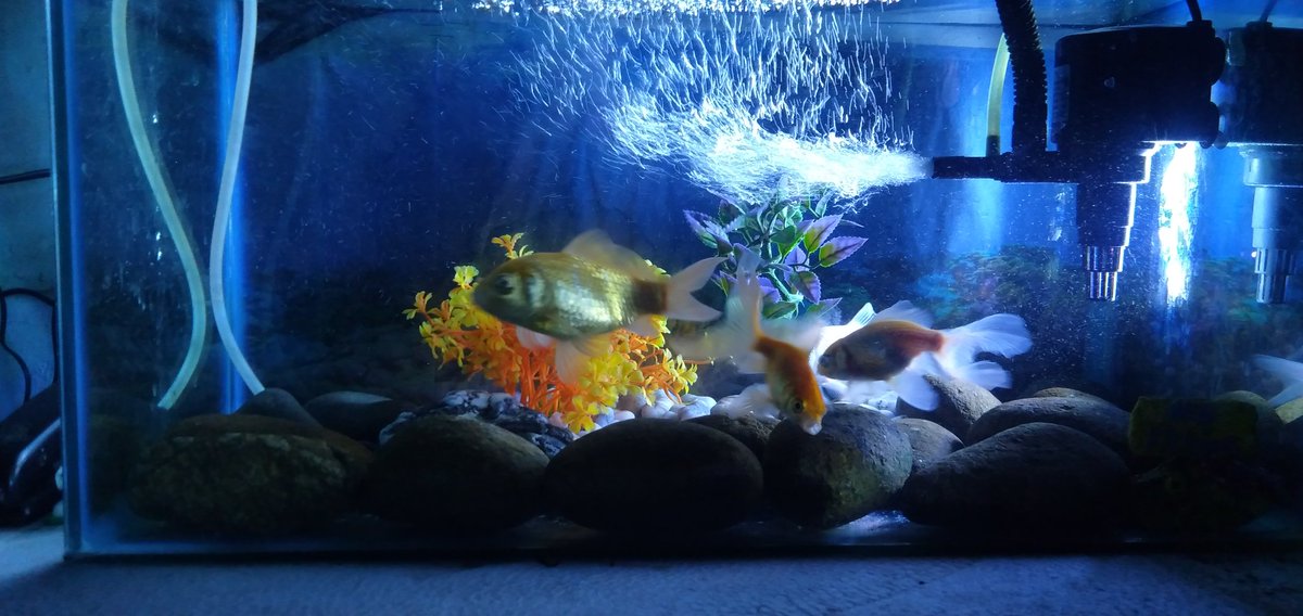 Takipsi24111728's tweet photo. Nakaka relax pag nakikita Ko Ang mga alaga Kung goldfish.#sayhellow https://t.co/A6qSL2f9AB