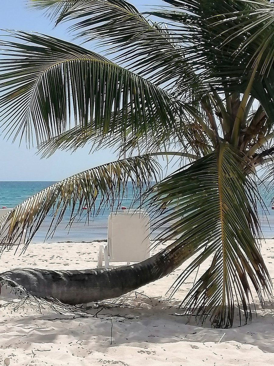 FrnkUlloa's tweet photo. Me voy a tirar una foto como Zoila en esta mata de coco. Manténganse en atentos #BeachPoet #MateCoco https://t.co/gE5py3xbpu