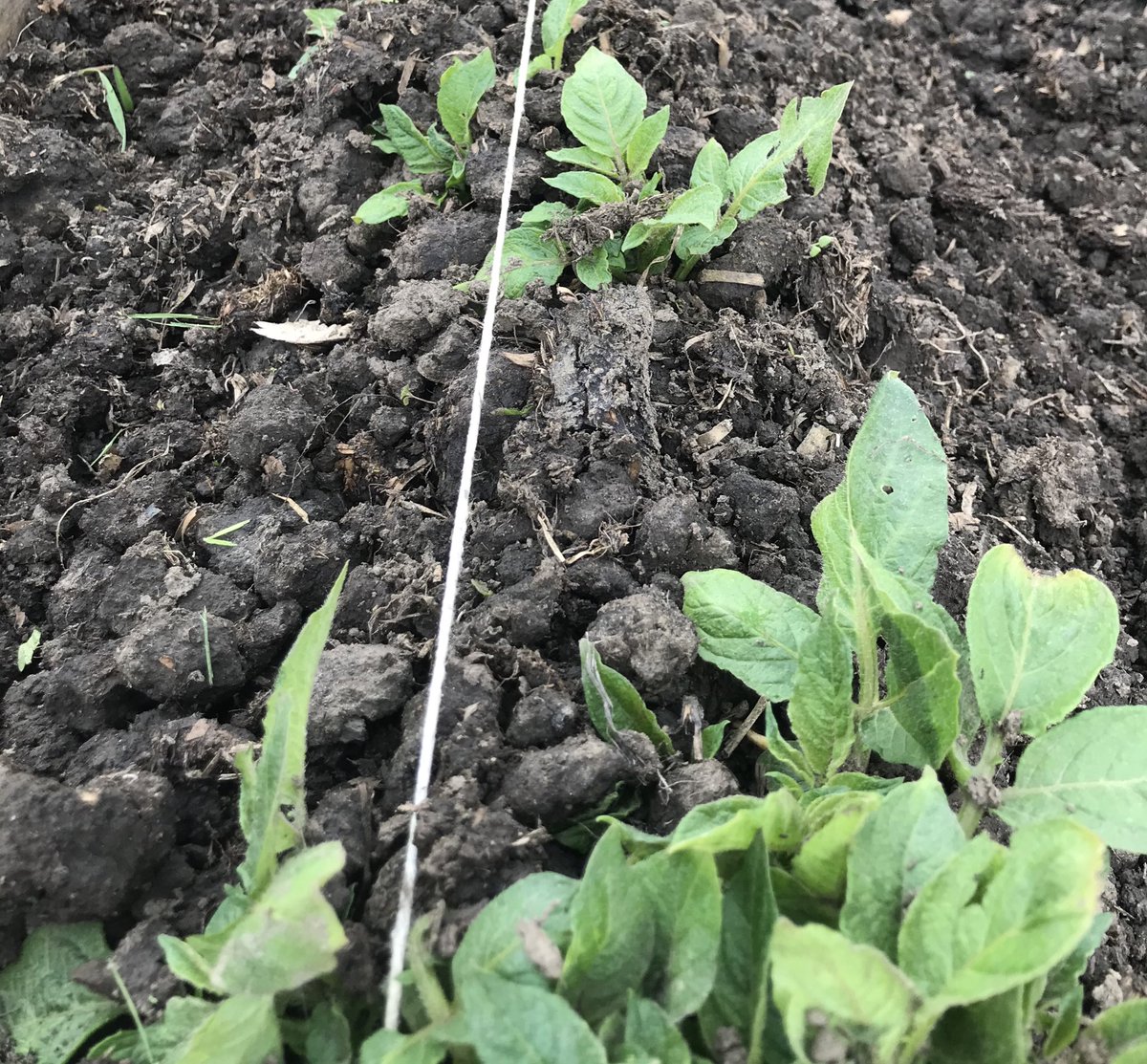 HealthCNC's tweet photo. #wearenewman #connectwithnature  Growing your own fruit and veg is so satisfying! https://t.co/yHijOx1VS2