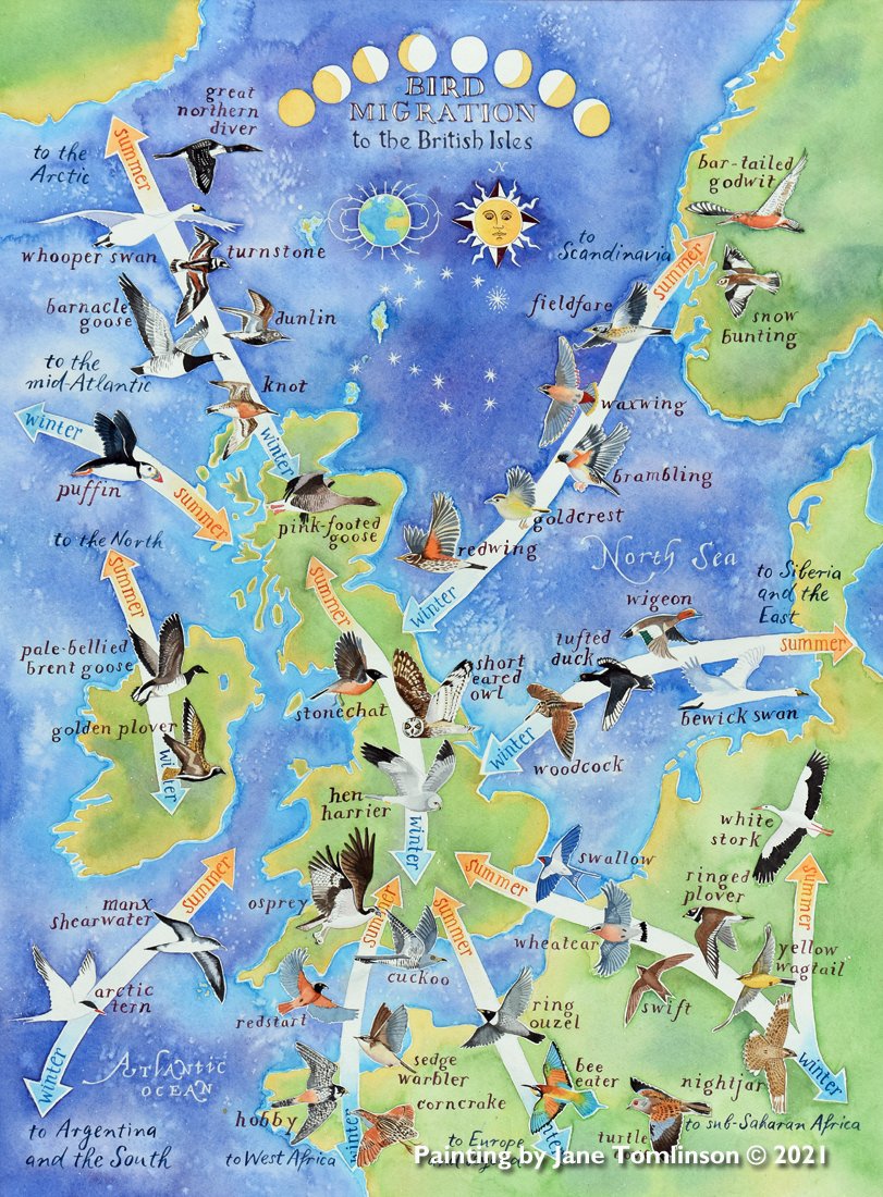 JaneSunflower's tweet image. My #handpainted #map of #birdmigration is finished! I have shown 42 of the many species that migrate to the #BritishIsles. I hope you like it. 🙏
More info &amp;amp; signed prints of my #painting here: janetomlinson.com/artworks/bird-… #birds #cartography #DataVisualization #mapping #birding #maps