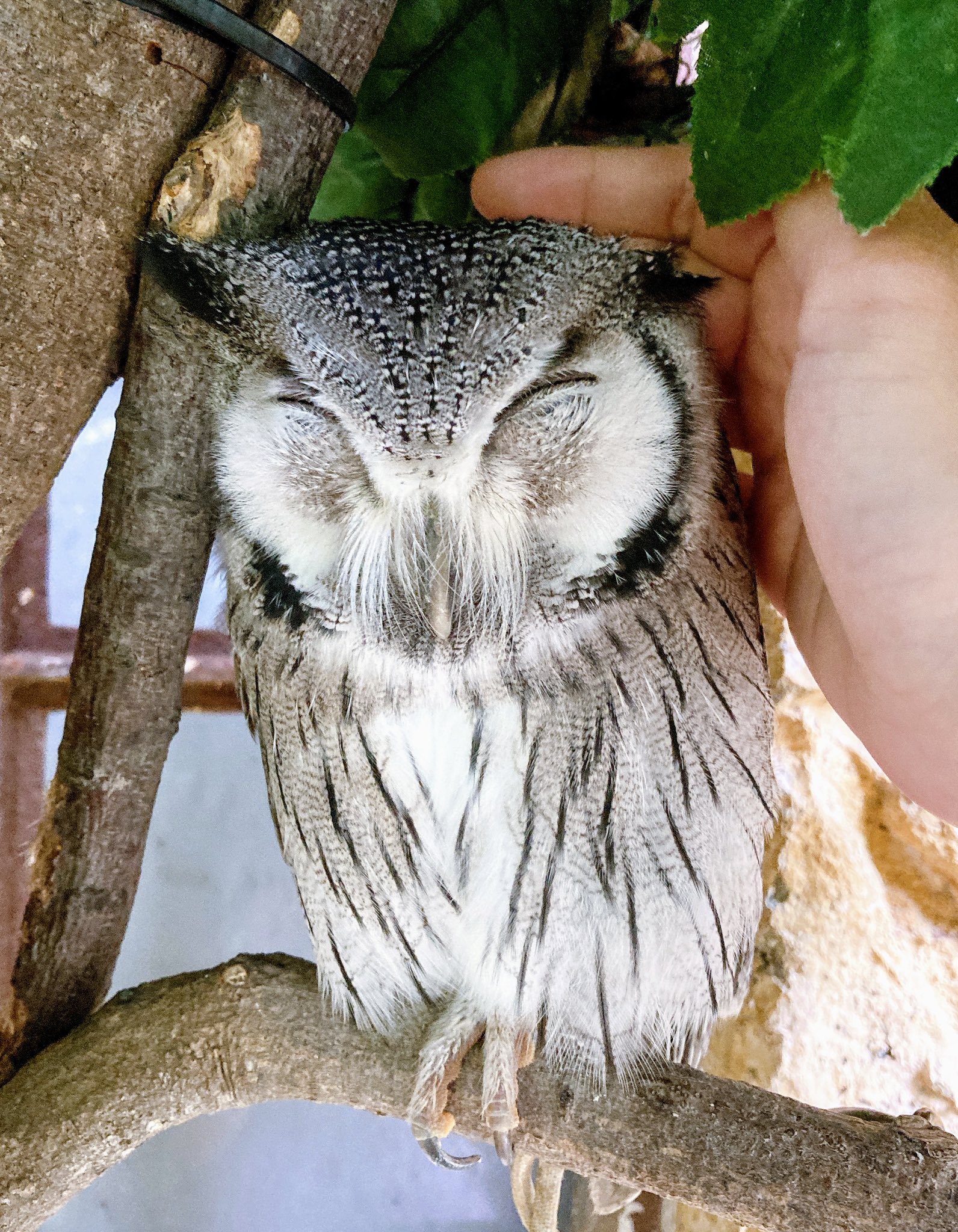 やまぐち ライター ディレクター En Twitter 撫でてもねんねの姿勢を崩さないアフリカオオコノハズク かわいいかわいいが過ぎる アフリカオオコノハズク T Co 45nbuuet36 Twitter