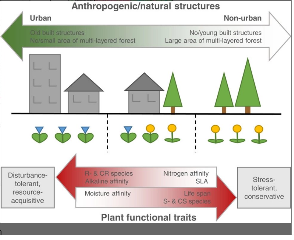 Competitors and ruderals go to town: plant community composition and function along an urbanisation gradient

doi.org/10.1111/njb.03…
@wileyecology @NordicOikos @SAOCousins@aveliina #OpenAccess #plant #plantecology #indicatorspecies #ecology #functional #trait #disturbance #flora