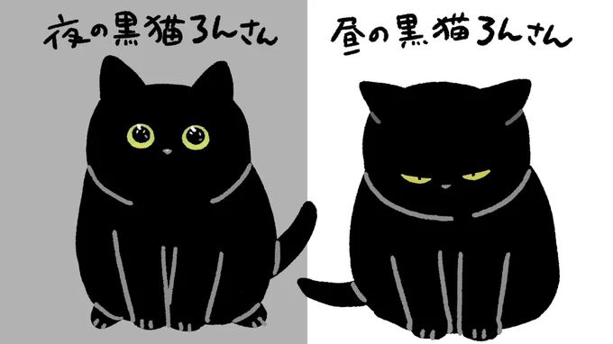 昼夜で顔が違う黒猫 